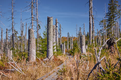 Gemeinde Lindberg Landkreis Regen Bohlenweg Schachtenwanderweg (Dirschl Johann) Deutschland REG